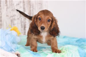 Monty - puppy for sale