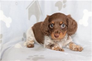 Violet - Mini Dachshund for sale