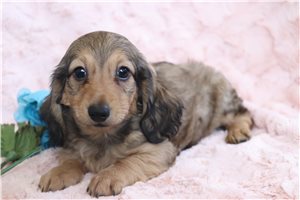 Miles - puppy for sale
