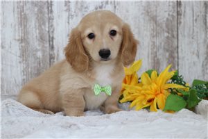 Brandon - Dachshund, Mini for sale