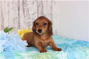 Kash - Mini Dachshund for sale