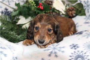 Wiggles - puppy for sale