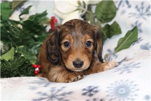 Vernie - puppy for sale