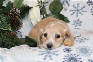Knight - Dachshund for sale