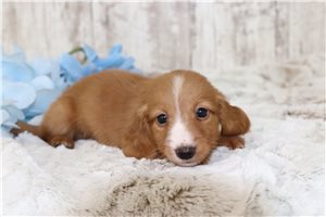 Cole - Dachshund, Mini for sale