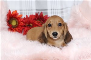 Ashley - puppy for sale