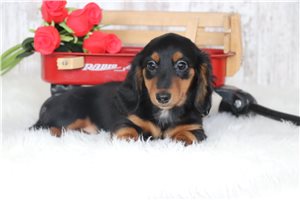 Posy - puppy for sale