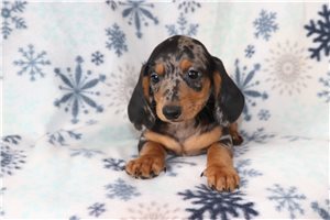 Austin - Dachshund, Tweenie for sale