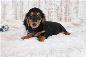 Rambo - Dachshund, Tweenie for sale