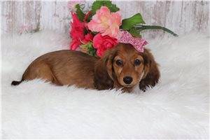 Natalie - Tweenie Dachshund for sale