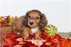 Ollie - puppy for sale