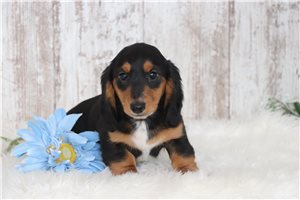 Reed - Dachshund, Tweenie for sale