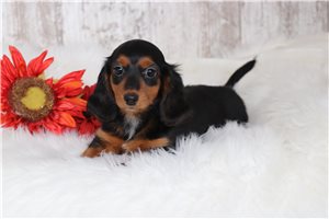 Violet - Dachshund, Tweenie for sale