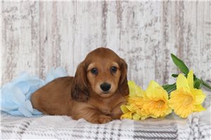 Jordy - Dachshund, Tweenie for sale