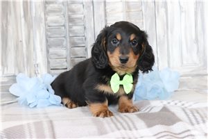 Reed - Dachshund, Tweenie for sale
