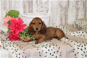Natalie - Dachshund, Tweenie for sale