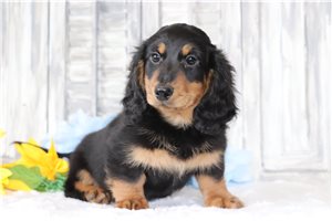Bentley - Dachshund, Tweenie for sale
