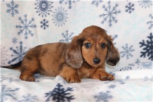 Ivey - puppy for sale