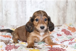 Tabitha - puppy for sale