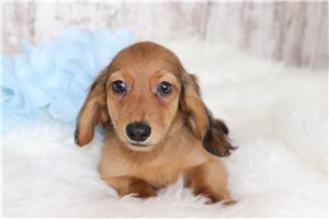 Grant - Dachshund, Tweenie for sale