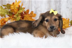 Tilly - Dachshund, Tweenie for sale