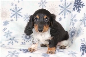 Taco - Dachshund, Tweenie for sale