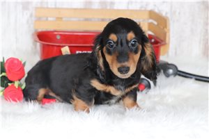 Rambo - Dachshund, Tweenie for sale