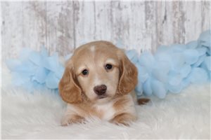 Benny - puppy for sale