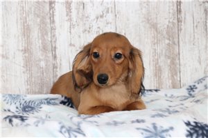 Carly - Dachshund, Tweenie for sale