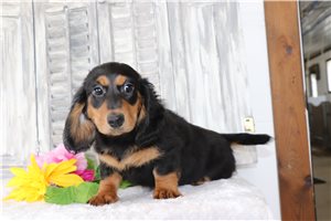 Beatrice - Dachshund, Tweenie for sale