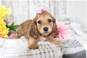 Octavia - Dachshund, Tweenie for sale