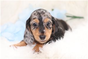 Kody - puppy for sale