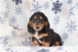 Reed - Dachshund, Tweenie for sale