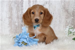 Comet - Dachshund, Tweenie for sale