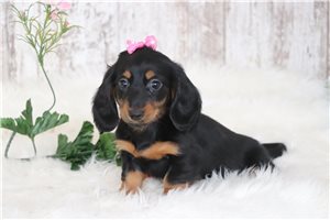 Jackie - Dachshund, Tweenie for sale