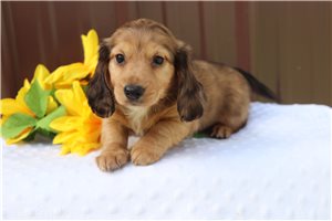 Walter - Dachshund, Mini for sale