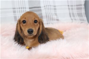 Dakota - puppy for sale