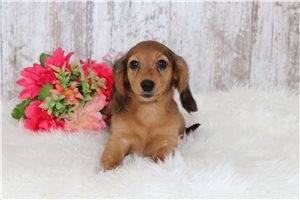 Mercy - Tweenie Dachshund for sale