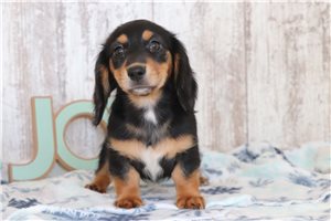 Sierra - Dachshund, Tweenie for sale