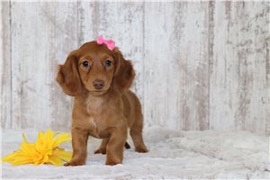 Peaches - Tweenie Dachshund for sale