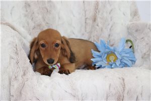 Grant - Dachshund, Tweenie for sale