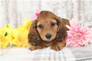Natalie - puppy for sale
