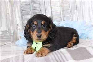 Bentley - Tweenie Dachshund for sale