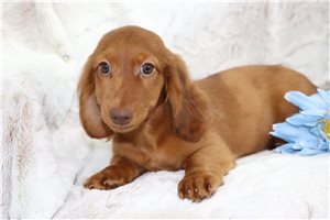 Munchkin - Dachshund, Tweenie for sale