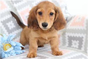 Jordy - Dachshund, Tweenie for sale