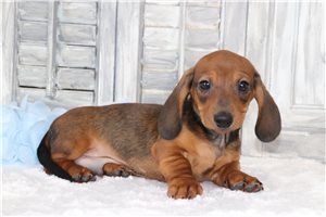 Wilbur - Tweenie Dachshund for sale