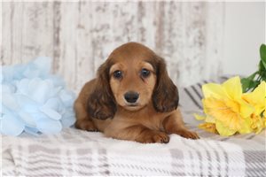Grant - puppy for sale