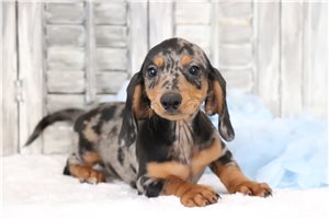 Austin - Dachshund, Tweenie for sale