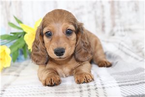 Hunter - puppy for sale