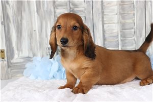 Pepper - Dachshund, Tweenie for sale
